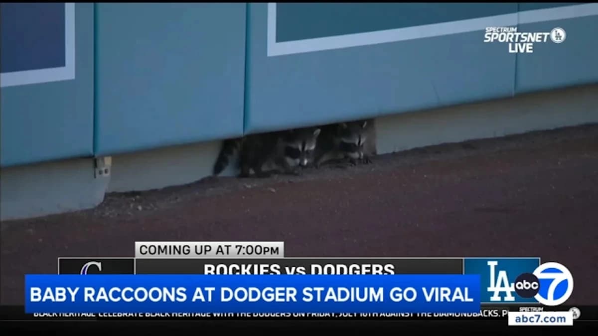 Baby raccoons make unexpected visit to Dodger Stadium