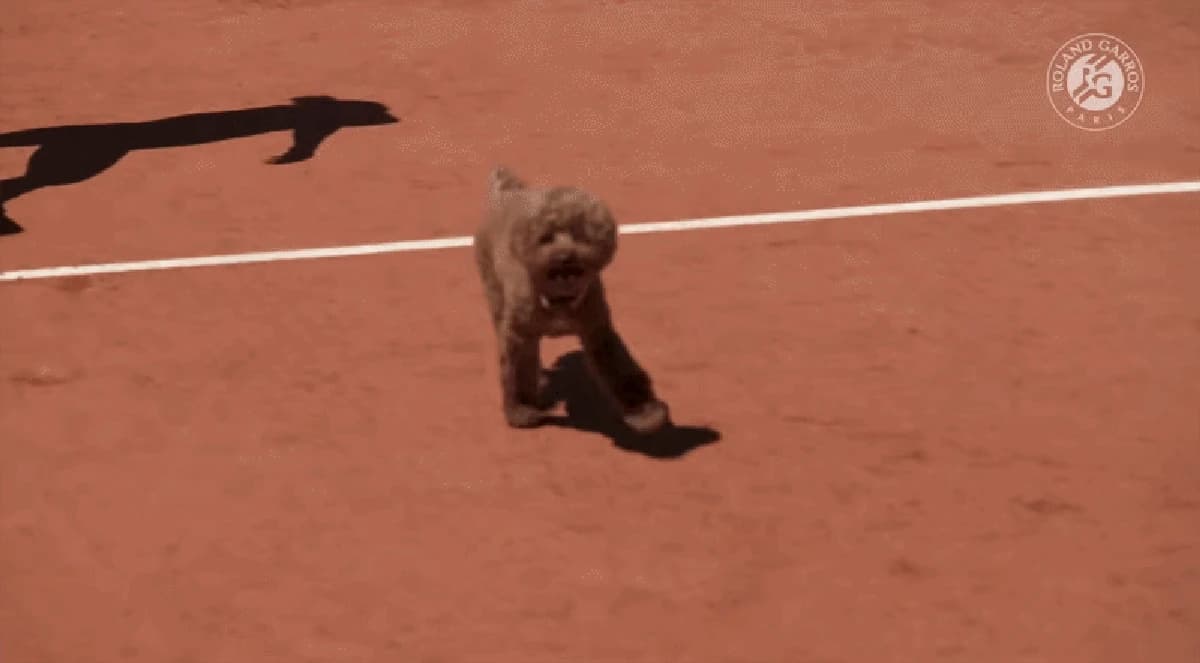 How tennis players’ dogs live at Grand Slams and on tour, from courtside seats to massages