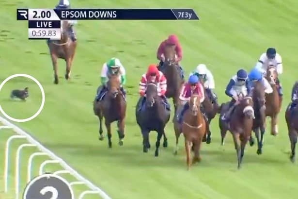 "I was praying he was alright" - Epsom jockey speaks after dog runs into horse's path