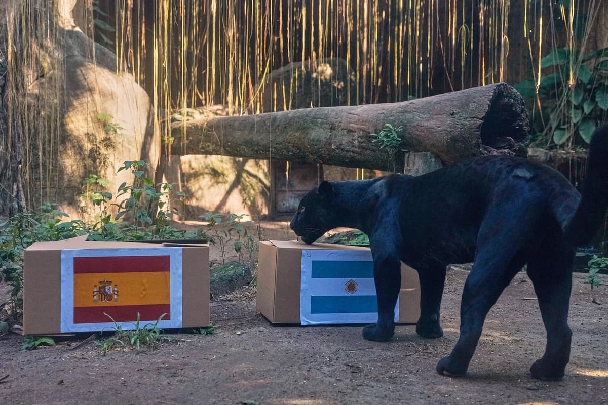 Jaguarul Poty a prezis câștigătoarea Cupei Mondiale 2026