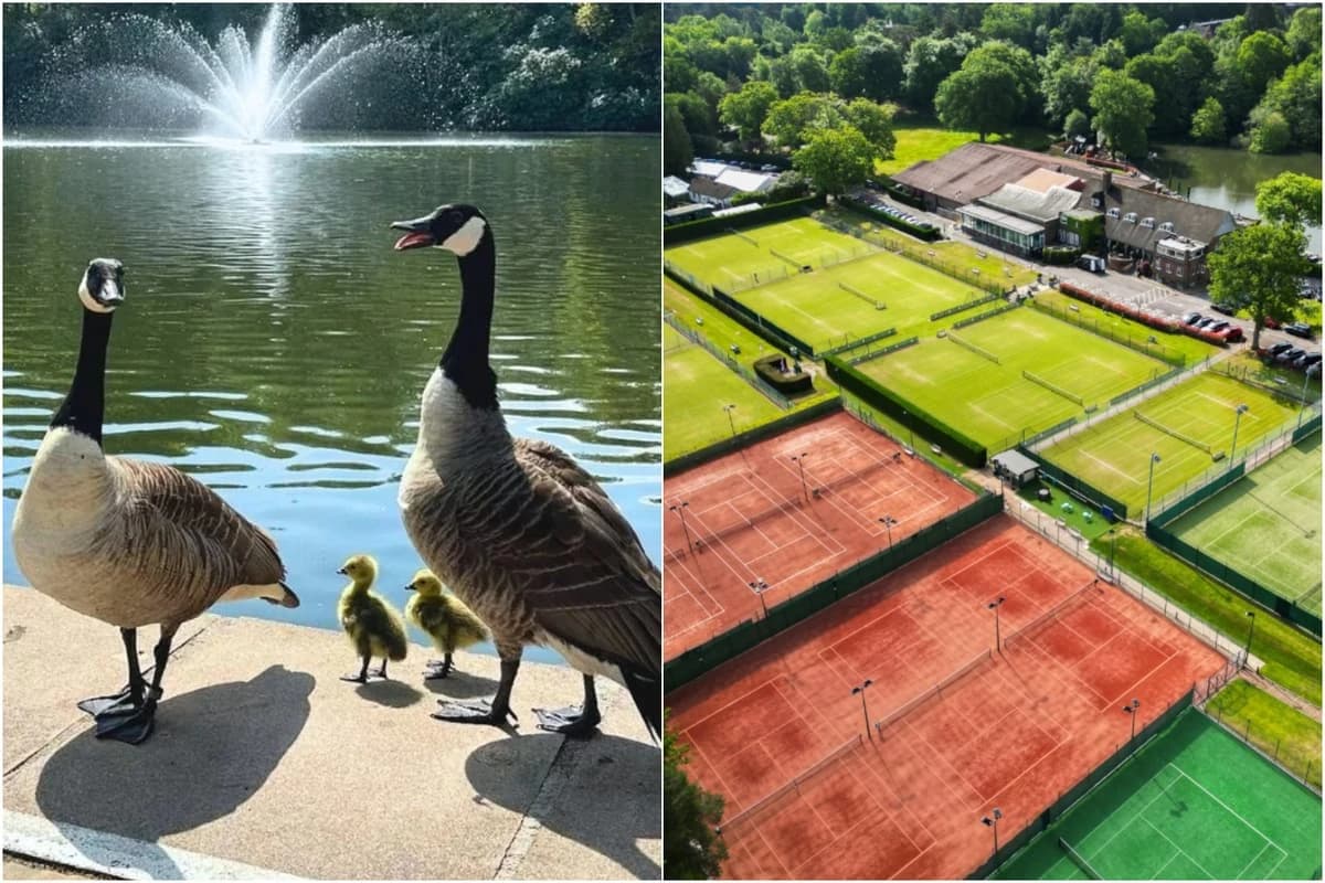 Murder most fowl? Outcry after exclusive Surrey tennis club 'secretly shoots geese making mess on co