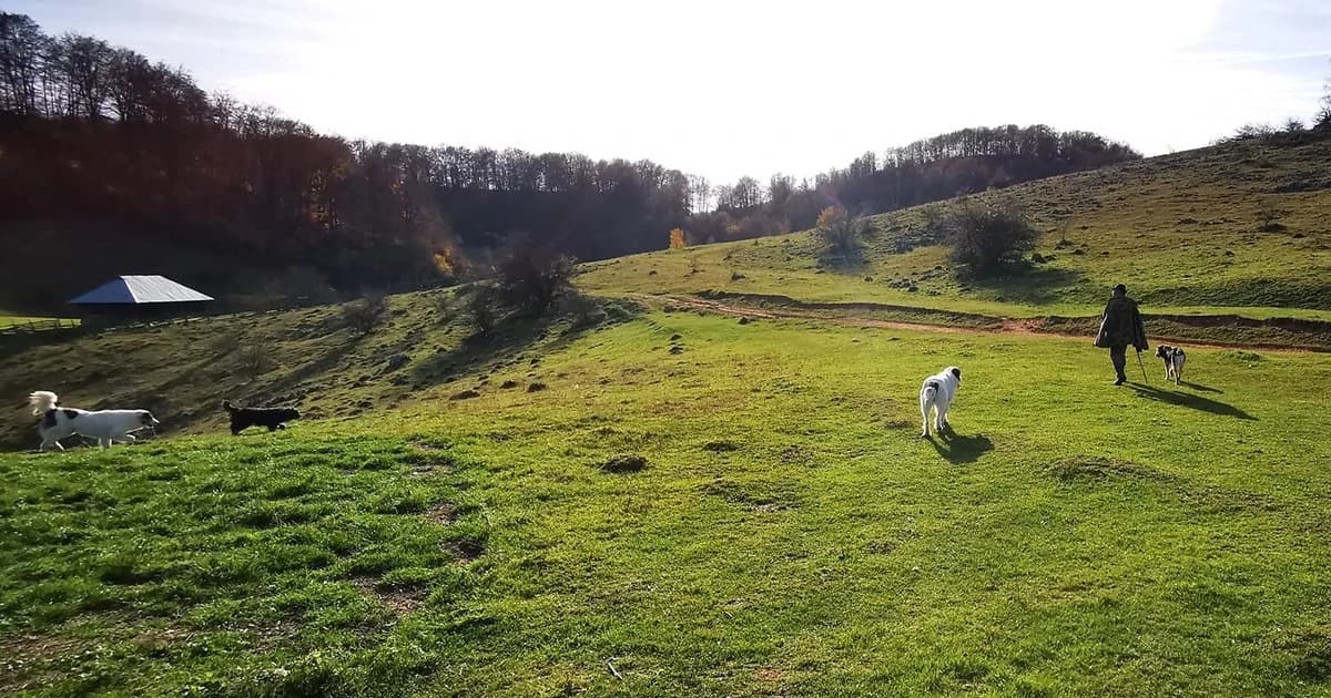 „O haită de lupi i-a omorât doi viței, apoi au venit trei urși și au ucis încă unul”. Sălbăticiunile