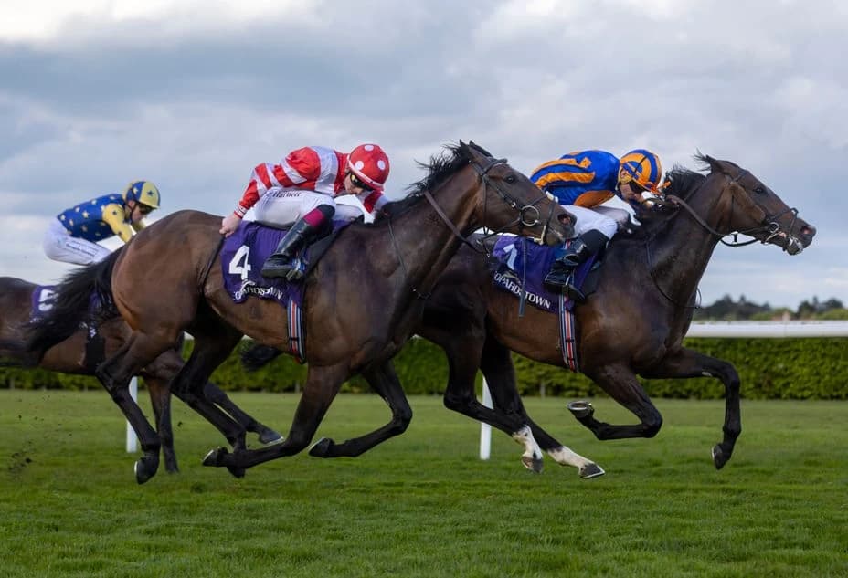 Scandinavia tees up Royal Ascot with a determined victory in the Saval Beg
