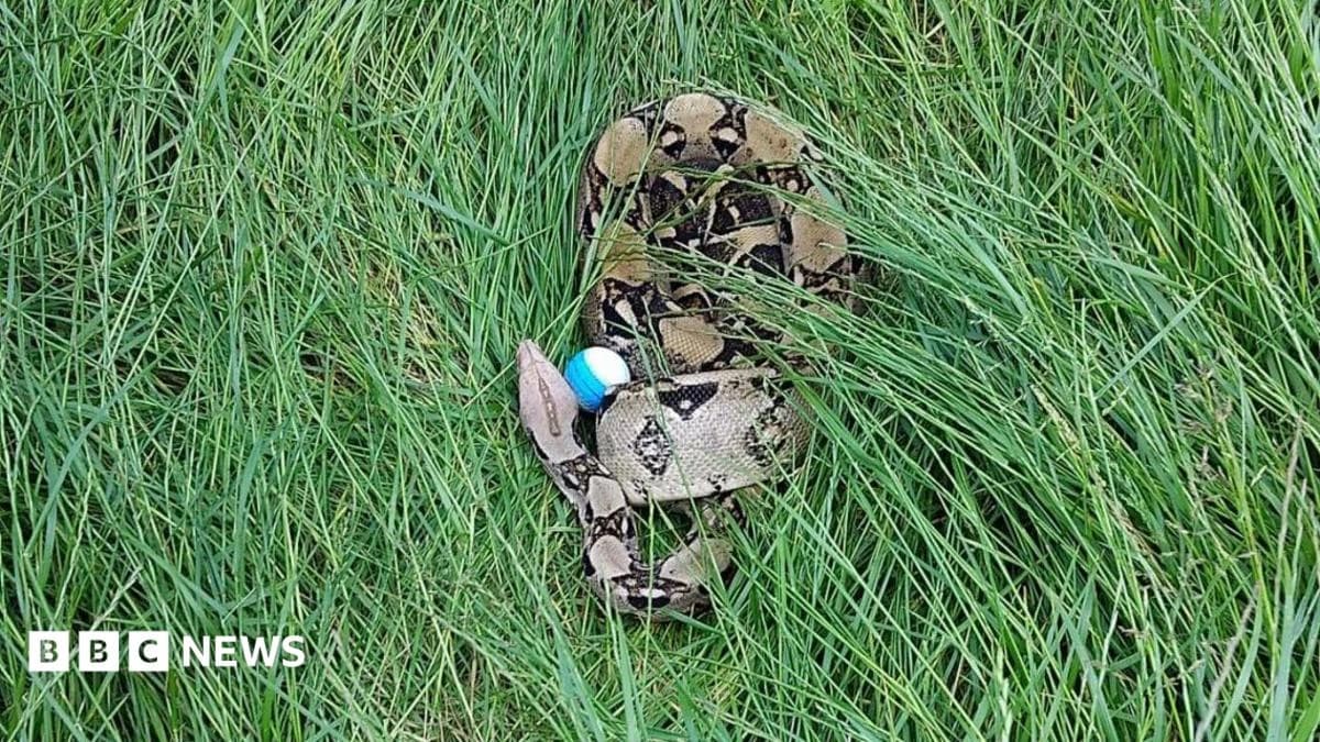 Two boa constrictors found on Darlington golf course in one week