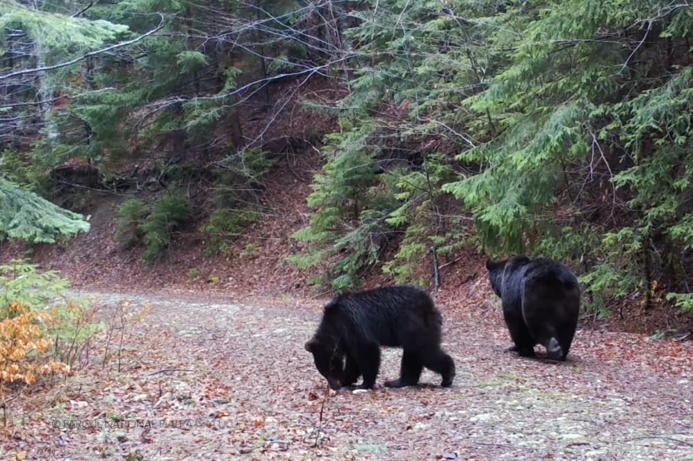 VIDEO. Animalele din Piatra Craiului și-au găsit perechea!