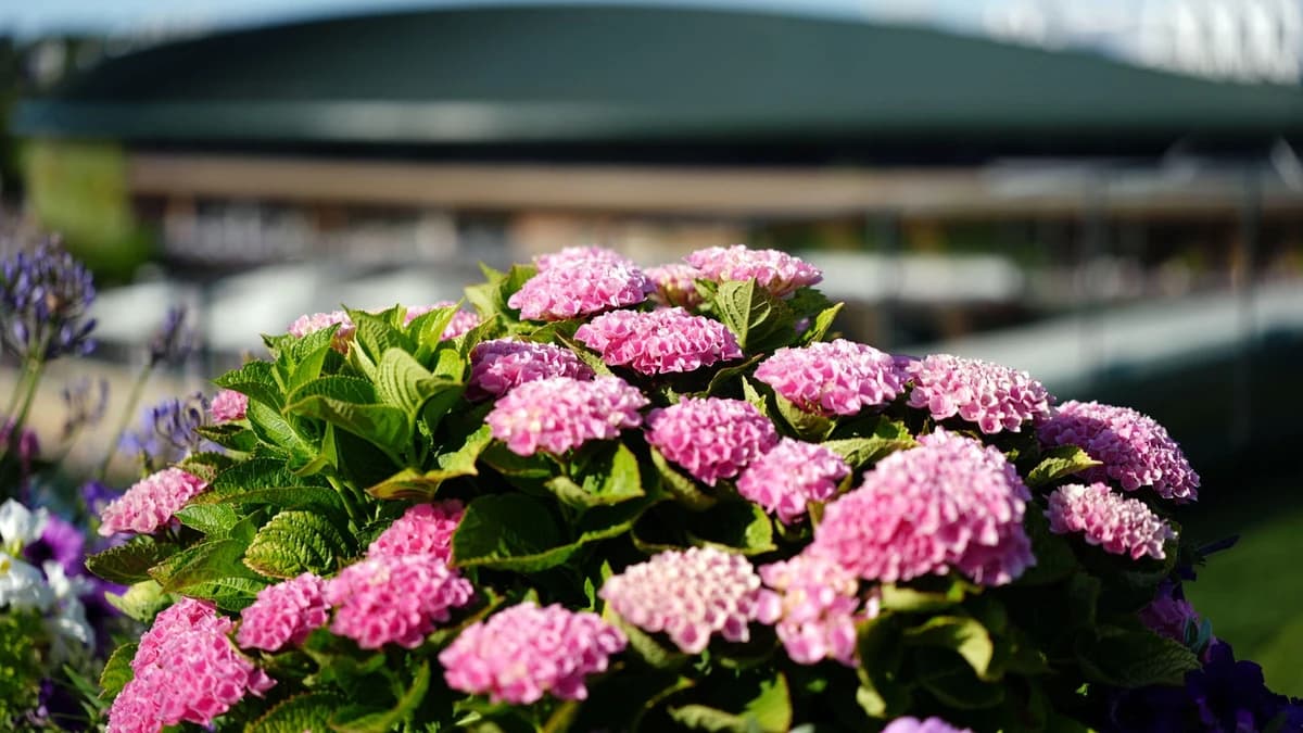 Wimbledon 2026 Draw: Complete men's and women's third round matches and bracket