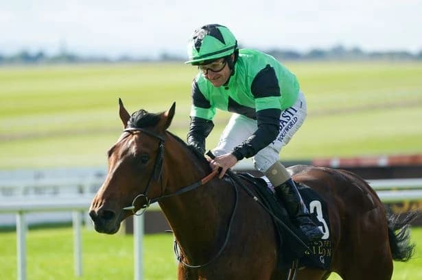 York races delayed after horse flips over and gets head ‘stuck in a hedge’